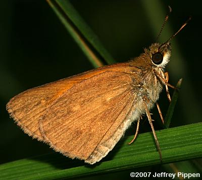 Broad-winged Skipper (Poanes viator)