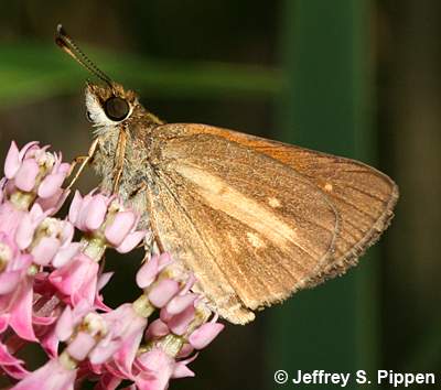 Broad-winged Skipper (Poanes viator)