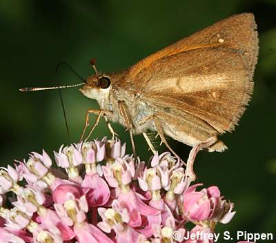 Broad-winged Skipper (Poanes viator)