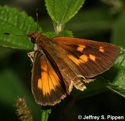 Broad-winged Skipper (Poanes viator)