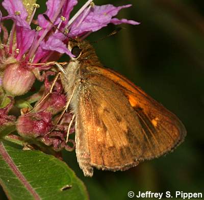 Broad-winged Skipper (Poanes viator)