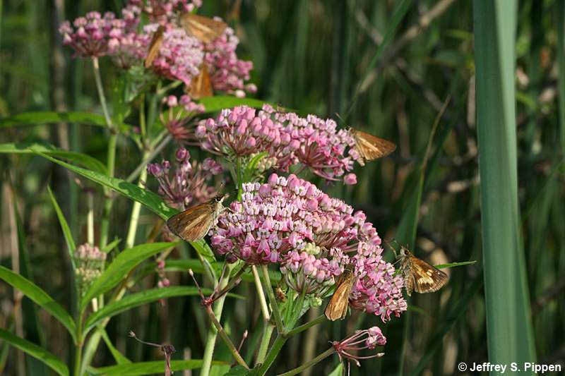 Broad-winged Skipper (Poanes viator)