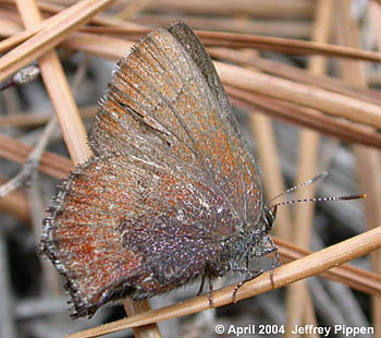 Brown Elfin (Deciduphagus augustinus, Callophrys augustinus)