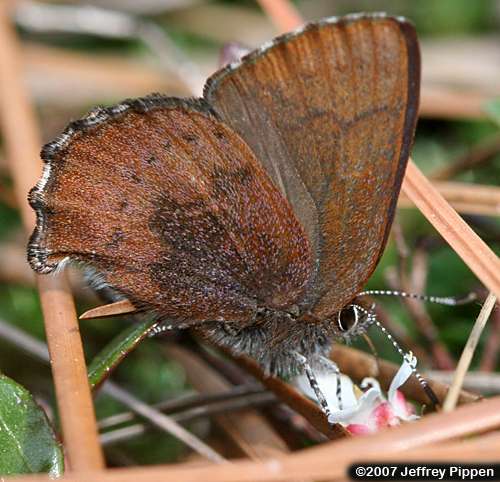 Brown Elfin (Deciduphagus augustinus, Callophrys augustinus)