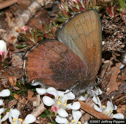 Brown Elfin (Deciduphagus augustinus, Callophrys augustinus)