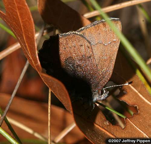 Brown Elfin (Deciduphagus augustinus, Callophrys augustinus)