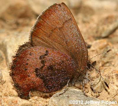 Brown Elfin (Deciduphagus augustinus, Callophrys augustinus)