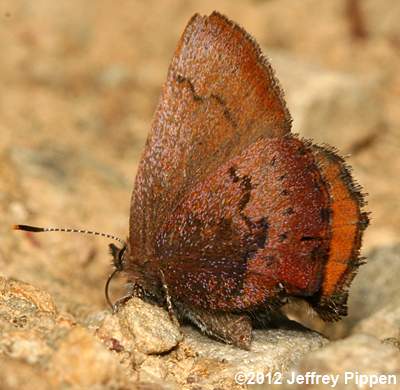 Brown Elfin (Deciduphagus augustinus, Callophrys augustinus)