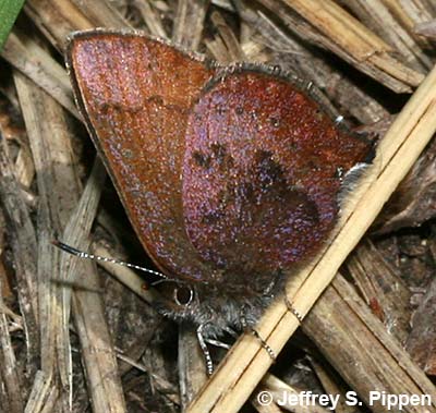 Brown Elfin (Deciduphagus augustinus, Callophrys augustinus