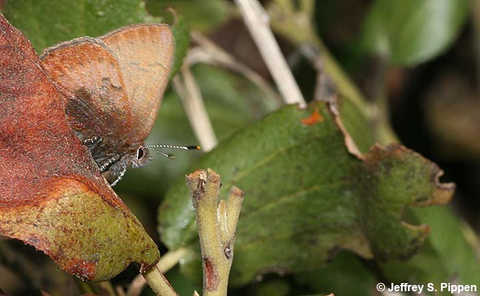 Brown Elfin (Deciduphagus augustinus, Callophrys augustinus