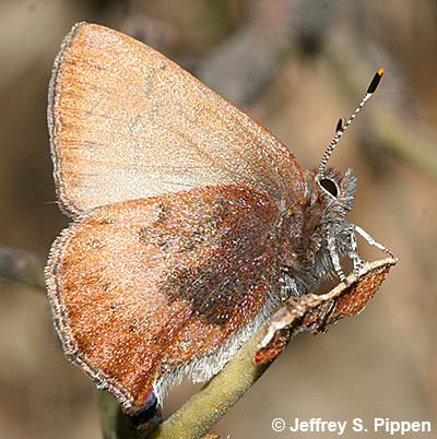 Brown Elfin (Deciduphagus augustinus, Callophrys augustinus