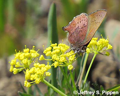 Brown Elfin (Deciduphagus augustinus, Callophrys augustinus