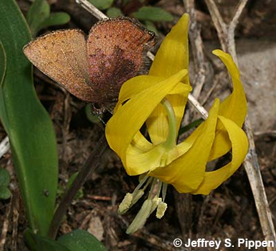 Brown Elfin (Deciduphagus augustinus, Callophrys augustinus