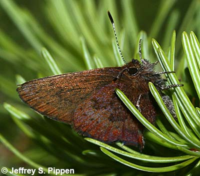 Brown Elfin (Deciduphagus augustinus, Callophrys augustinus