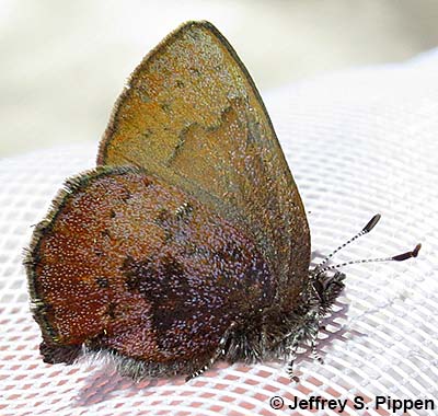 Brown Elfin (Deciduphagus augustinus, Callophrys augustinus)