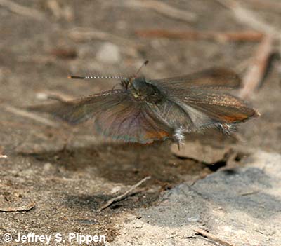 Brown Elfin (Callophrys augustinus)