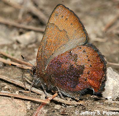 Brown Elfin (Callophrys augustinus)