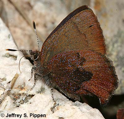 Brown Elfin (Callophrys augustinus)