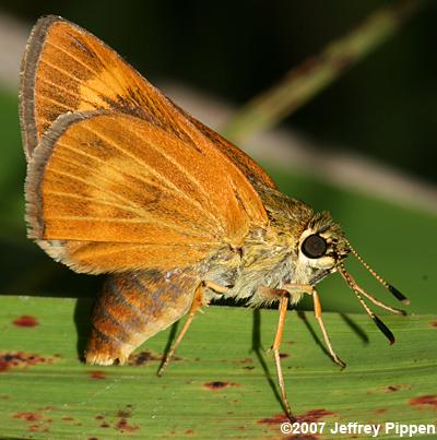 Byssus Skipper (Problema byssus)