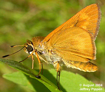 Byssus Skipper (Problema byssus)