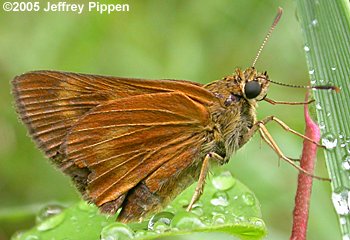 Byssus Skipper (Problema byssus)