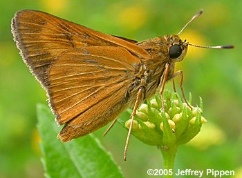 Byssus Skipper (Problema byssus)