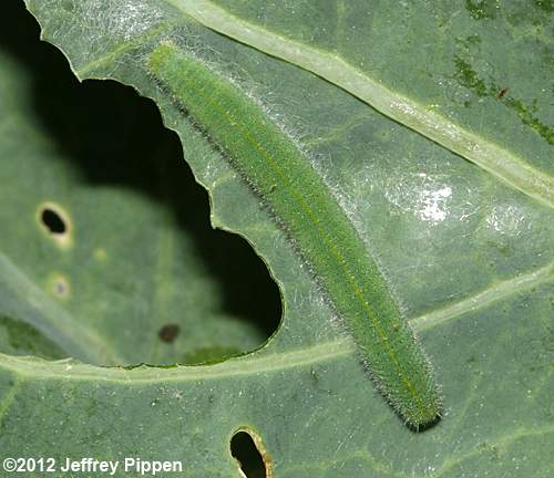 Cabbage White (Pieris rapae)