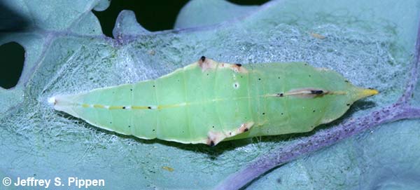 Cabbage White (Pieris rapae)