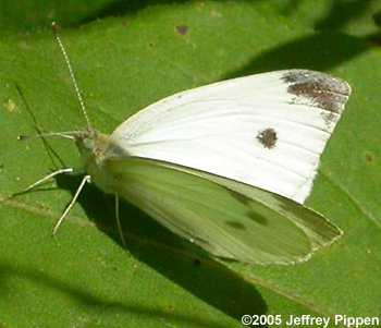 Cabbage White (Pieris rapae)