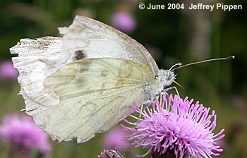 Cabbage White (Pieris rapae)