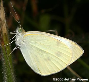 Cabbage White (Pieris rapae)