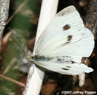 Cabbage White (Pieris rapae)