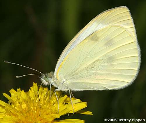 Cabbage White (Pieris rapae)