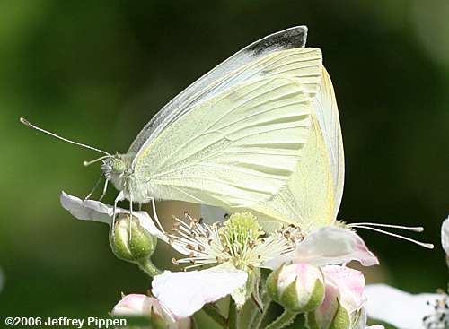 Cabbage White (Pieris rapae)