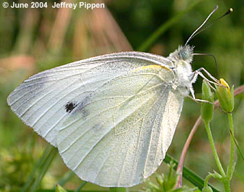 Cabbage White (Pieris rapae)