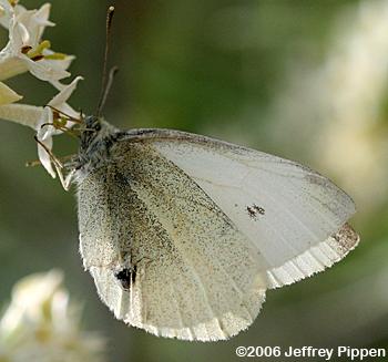 Cabbage White (Pieris rapae)