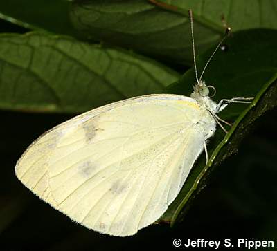 Cabbage White (Pieris rapae)