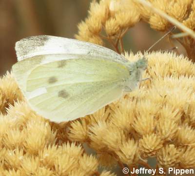 Cabbage White (Pieris rapae)