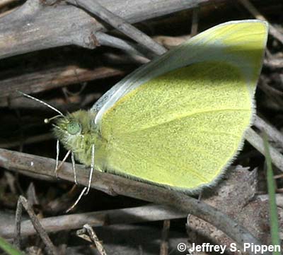 Cabbage White (Pieris rapae)