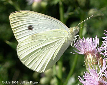 Cabbage White (Pieris rapae)