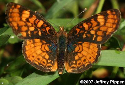 California Crescent (Phyciodes orseis)