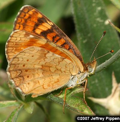 California Crescent (Phyciodes orseis)