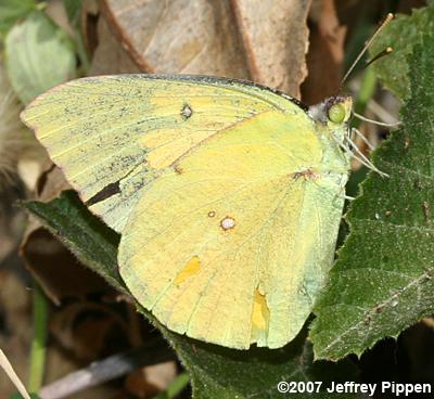 California Dogface (Zerene eurydice)