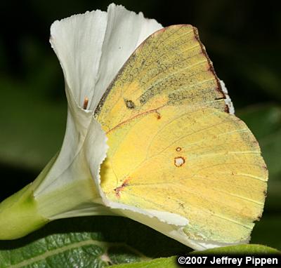 California Dogface (Zerene eurydice)