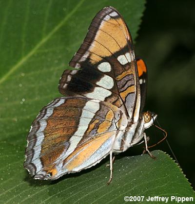 California Sister (Adelpha californica)