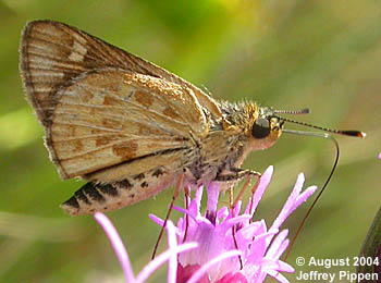 Carolina Roadside-Skipper (Amblyscirtes carolina)
