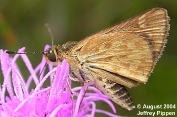 Carolina Roadside-Skipper (Amblyscirtes carolina)
