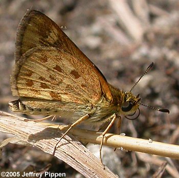Carolina Roadside-Skipper (Amblyscirtes carolina)