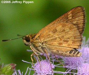 Carolina Roadside-Skipper (Amblyscirtes carolina)