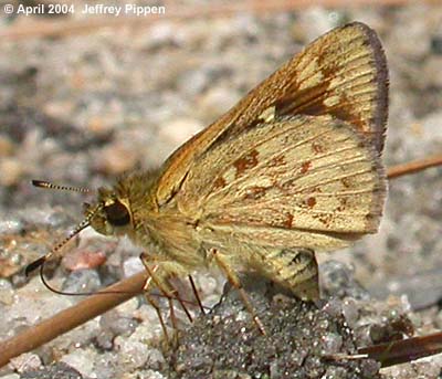 Carolina Roadside-Skipper (Amblyscirtes carolina)